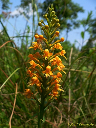 {Platanthera cristata}